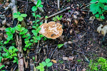 mushrooms grow in the wilderness of the forest