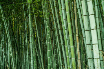 Green bamboo forest background in Arashiyama, near Kyoto, Japan. 