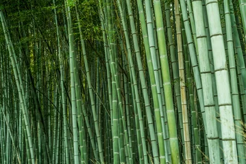 Gardinen Green bamboo forest background in Arashiyama, near Kyoto, Japan.  © Red Pagoda