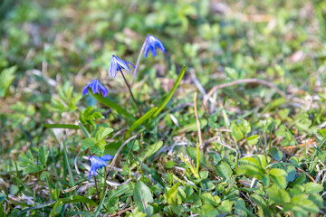 The first spring flowers scilla of blue in the forest among last year's foliage. blue...