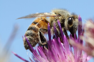 abeille butinant une fleur rose