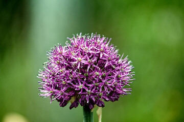 onion flowers in the garden against the background of grass