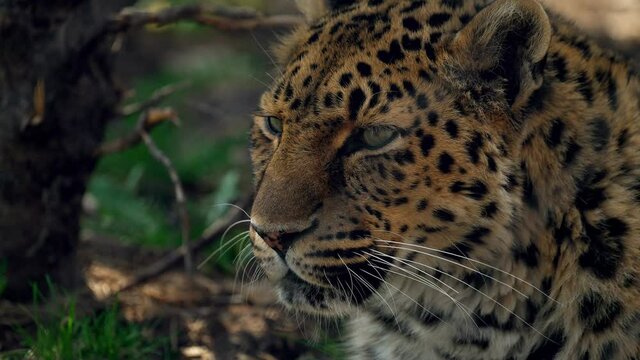 Beautiful Leopard turning to look the camera's way - slowmo