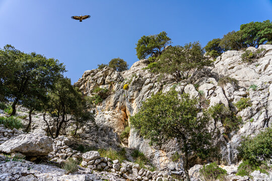 Wanderurlaub auf Mallorca im Tramuntana Gebirge  - Wanderung am Cuber Stausee Puig de sa Rateta und Puig de na Franquesa mit Mönchsgeier, Gänsegeier