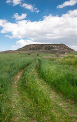 Fototapeta na wymiar Grassland green field in spring against blue cloudy sky. Empty rural road
