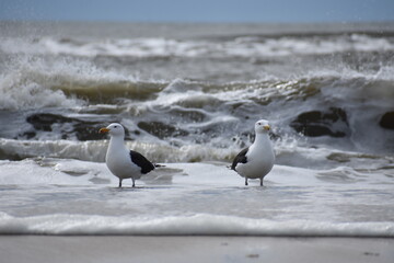 Seagull