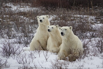 Polar Bear family photo