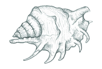 Seashell summer, vector illustration of shell in the style of hand drawing with pencil, black and white sketch.