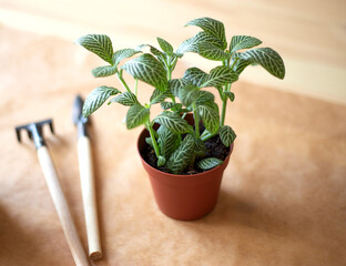 beautiful indoor plant fittonia potted plant transplant, close-up