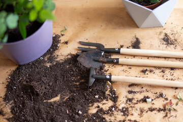 plant transplant at home, planting tools