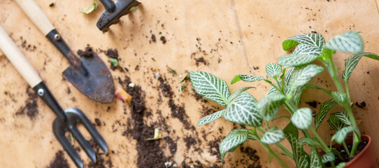 Fototapeta na wymiar transplanting plants in roots at home, planting tools, top view, banner