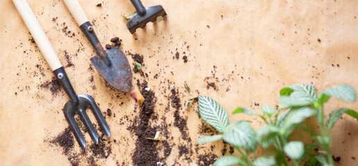 transplanting plants in roots at home, planting tools, top view