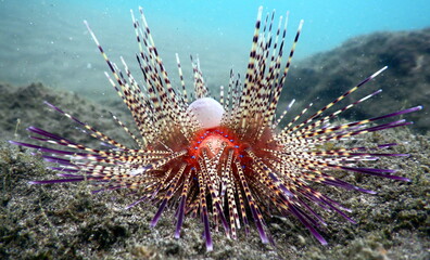 Costa Rica Pacific sea life