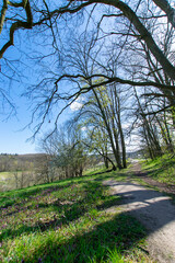 tree in the park (at Buckow, Märkische Schweiz, Brandenburg, Germany)