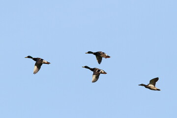 vol de canards col vert en escadrille