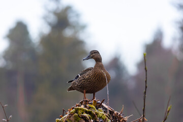 Pair of mallards on a freshly trimmed pollard willow tree