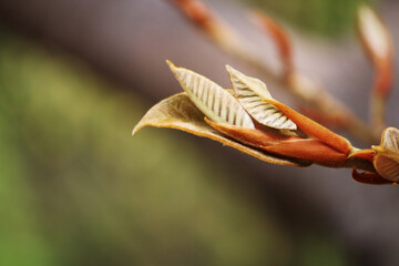 A beautiful close-up view of wild tree leaves.