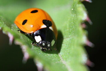 coccinelle sur une feuille de ronce 