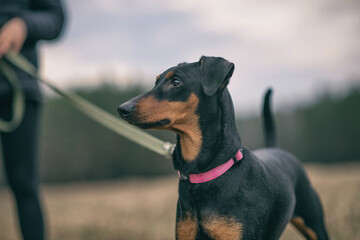 Young handsome German pinscher on a leash in cloudy weather.