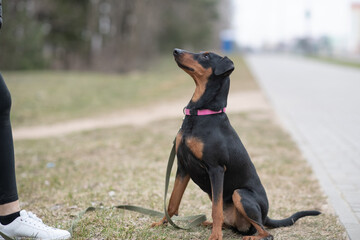 Young handsome German pinscher on a leash in cloudy weather.