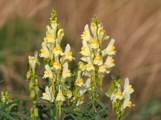 Obraz premium Yellow flower of common toadflax or butter-and-eggs. Linaria vulgaris