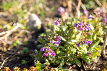 Blue and purple flowers of a lungwort plant, pulmonaria, spotted leaves.Spring bloom of blue purple lungwort flowers