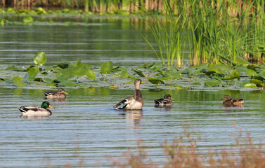 Wild mallard ducks in a lake with rich aquatic vegetation