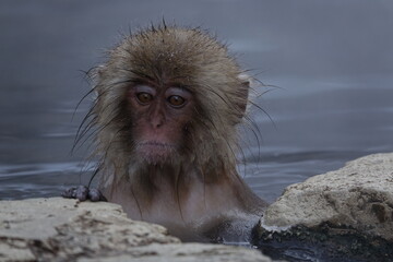 Wet Snow Monkey in Japan