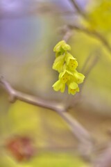 Yellow Buds in Spring