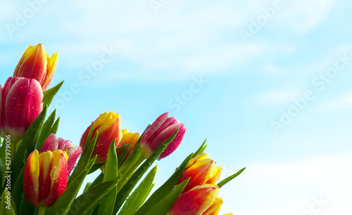 Spring flowers. Red, yellow, white and pink tulips with water drops on a blue sky background. Congratulations on Mother's Day on March 8, birthday. Close-up, soft focus. Holiday. Postcard. Copy space.