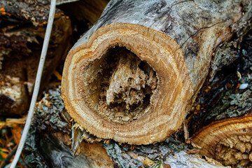 chopped wood in the garden