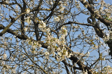 branches against blue sky