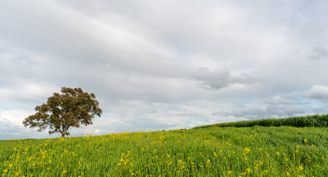 Lonely Tree In The Green Agriculture Field Against Cloudy Sky