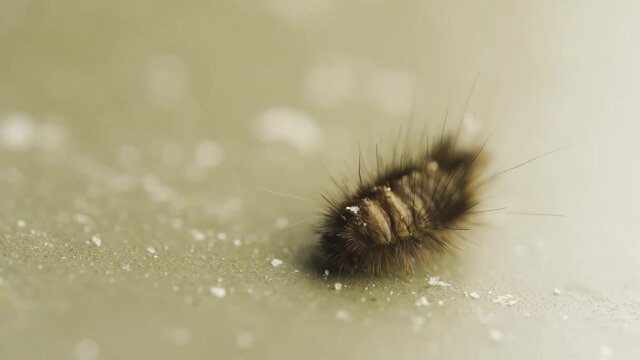 Carpet beetle larva crawling on a dirt floor. baby insect.