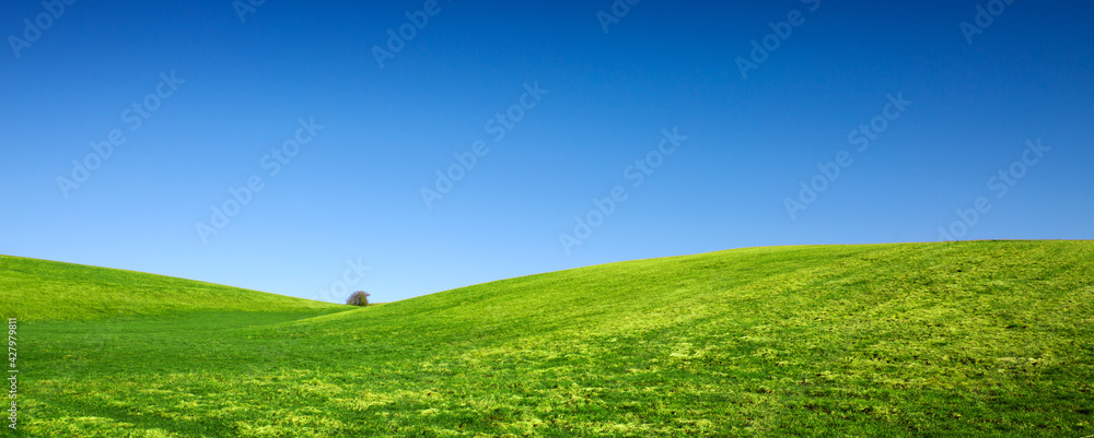 Wall mural spring landscape background with blue sky and green grass field.