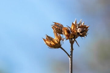 Close up shot of dry flower against blue sky