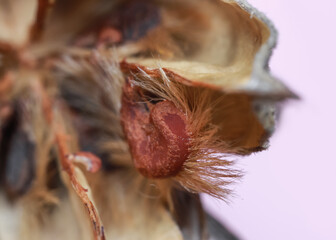 Close up shot of seed in side dry flower
