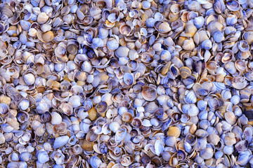 Macro shots, Beautiful nature scene. Closeup beautiful   background of shells