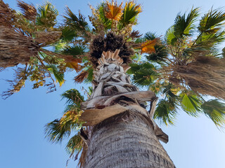 Crowns of palm trees against a blue sky on a sunny day.