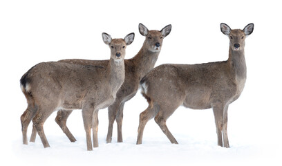 three real deer in the snow on a white background