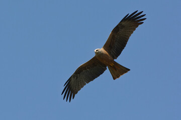 Obraz premium Black kite (Milvus migrans) flying