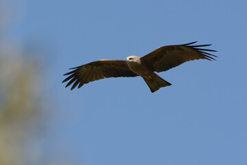 Black kite (Milvus migrans) flying