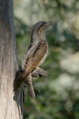 Eurasian Wryneck (Jynx torquilla) perched on a branch