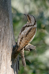 Eurasian Wryneck (Jynx torquilla) perched on a branch