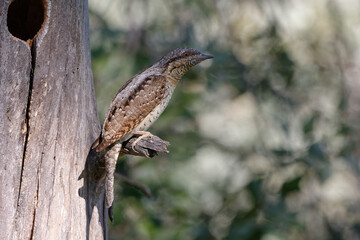 Eurasian Wryneck (Jynx torquilla) perched on a branch