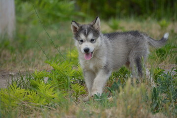 Obraz premium Alaskan malamute dog, it is a puppy. The photo is in the summer period of the year 2017