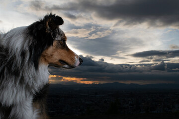 horse in the sky