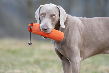 Weimaraner Jagdhund apportiert Dummy