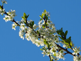 Крупный план красивых белых цветов на плодовом дереве на голубом фоне
