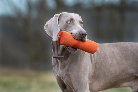 Weimaraner apportiert Dummy